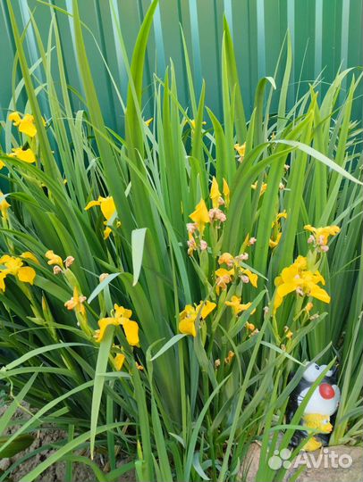 Ирисы сортовые