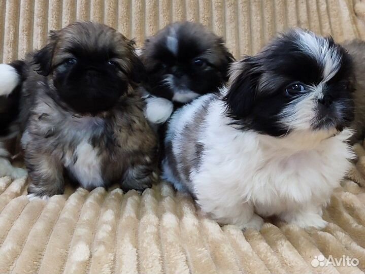 Щенки пекинеса