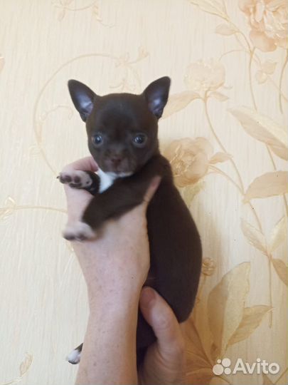 Собаки щенки