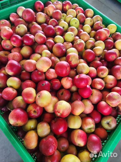 Яблоки