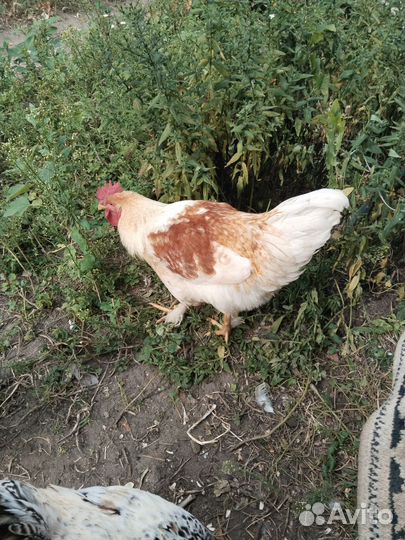 Молодые петухи 4 месяца