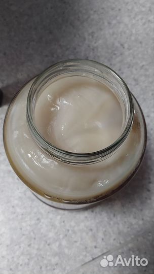 Чайный гриб комбуча