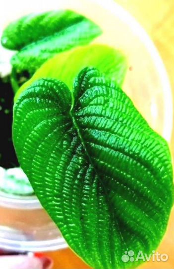 Филодендрон - Линханони Philodendron Iynnhannoniae