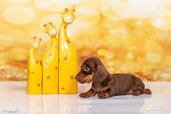 Мальчик кроличей таксы на условиях