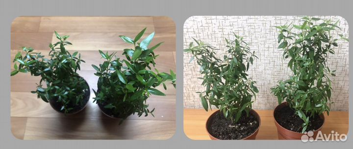 Комнатные растения