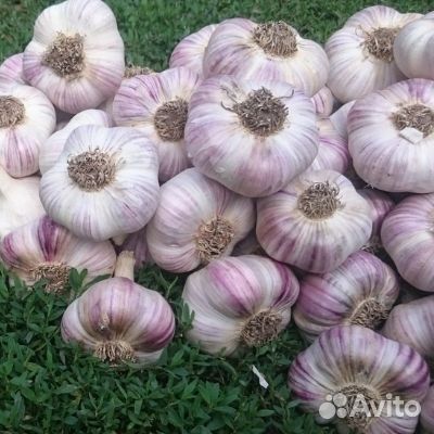 Чеснок Любаша (крупный)