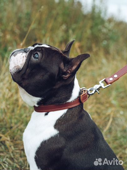 Кожаный ошейник ручной работы для животных