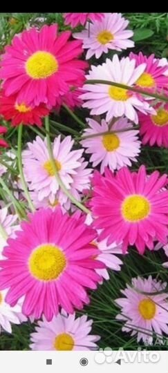 Саженцы Перетрум многолетний