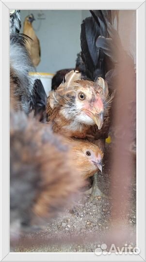 Цыплята разных пород
