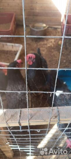 Куры бройлеры живым весом