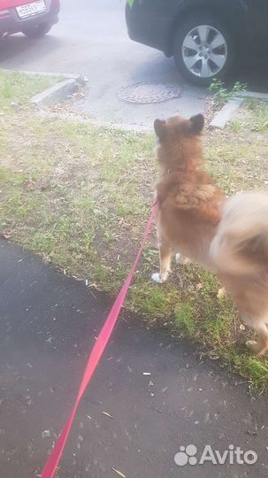 Выгул собак, зооняня, передержка животных