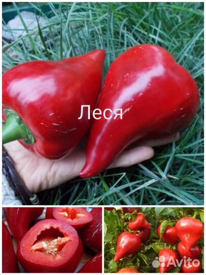 Семена перца