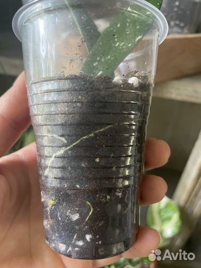 Хойя минибель