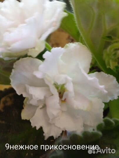 Продам сортовые фиалки