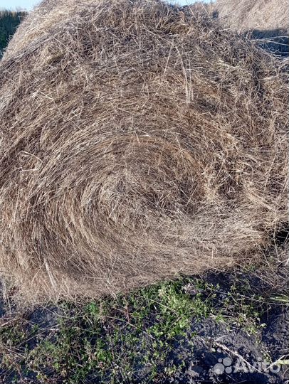 Продам сено в рулонах