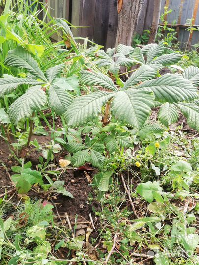 Дубочки, клён, липа, каштан