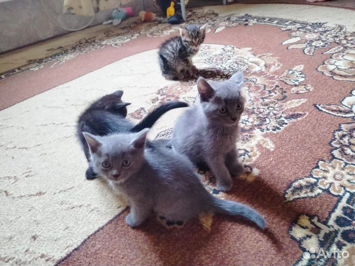 Котята