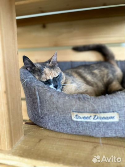 Кошка Шелли