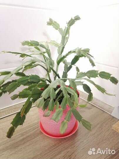 Декабрист шлюмбергера