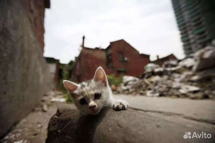 Котики оттуда