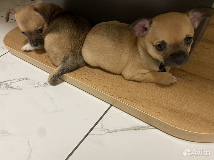 Той-терьер щенки