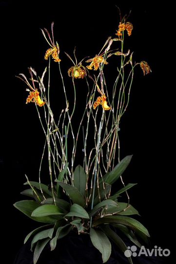 Орхидея. Психопсис.Psychopsis Mariposa