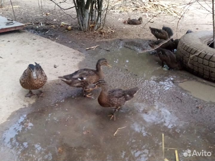 Дикие утки кряква