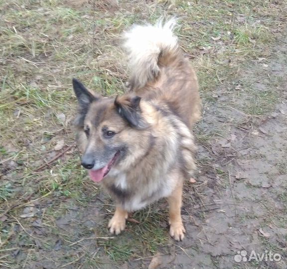 Очаровательный небольшой пес Мишка ищет дом