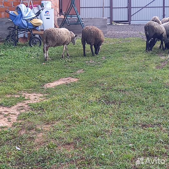 Продаю баранов