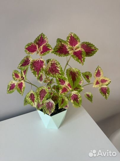 Комнатное растение колеус