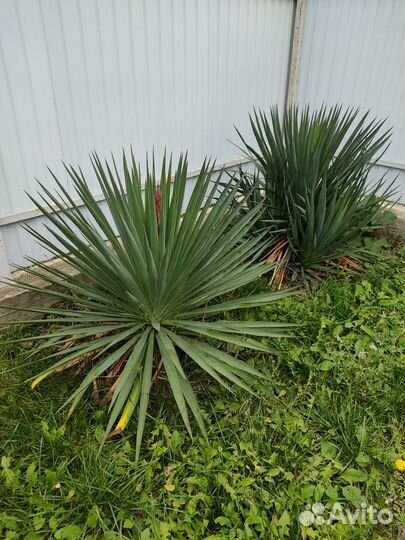 Растения для сада