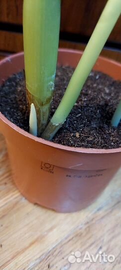 Замиокулькас