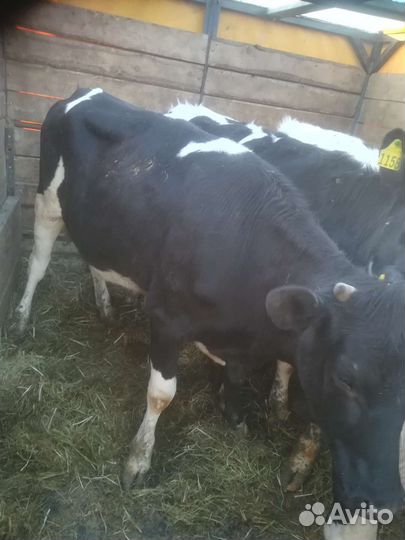 Бык и Телки