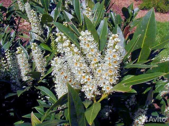 Растения для сада