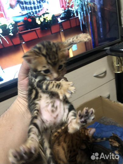 Котята бенгальские