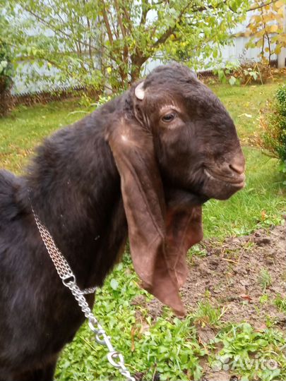 Козел Камори,козлята