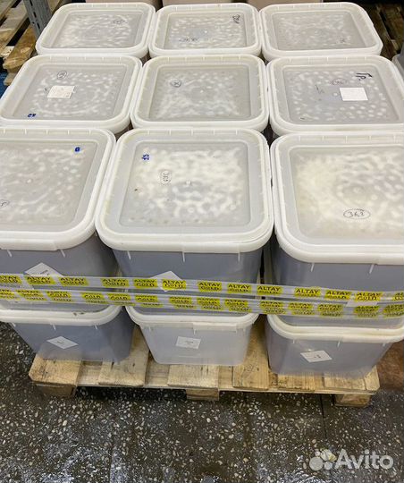 Оптом каштановый мед. Свежий