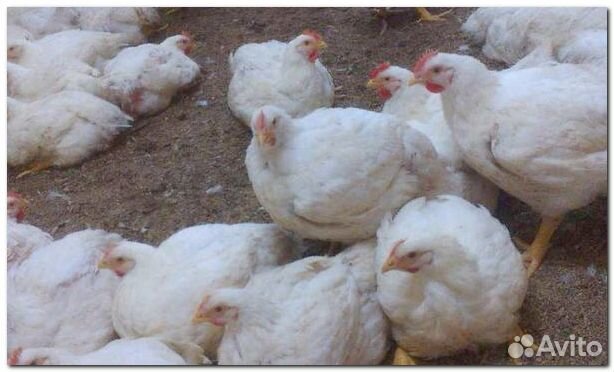 Живым весом бройлерные цыплята 2,6 - 3,5 кг
