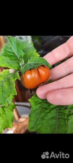 Семена Декоративного Японского Баклажанчика