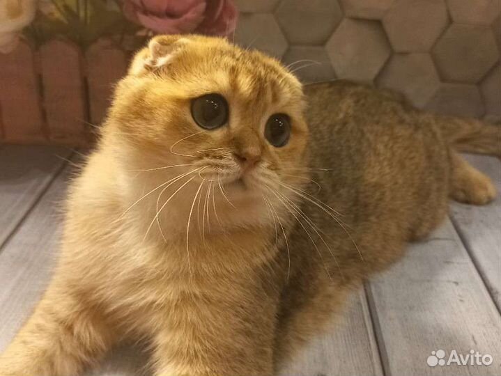 Шотландский вислоухий кот