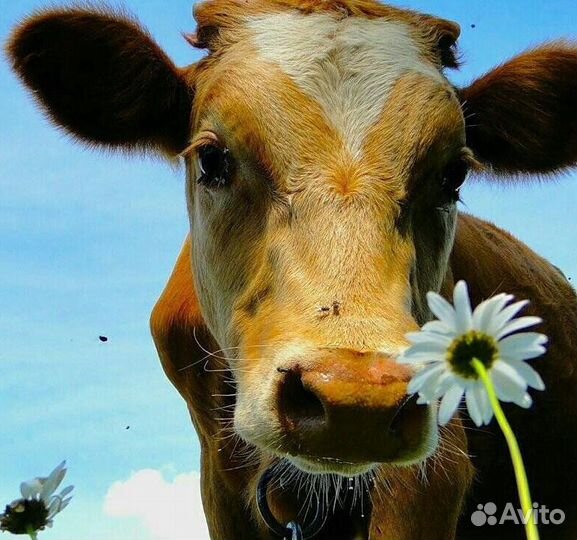 Свежее козье молоко