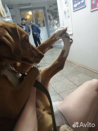 Собака в добрые руки отдам бесплатно