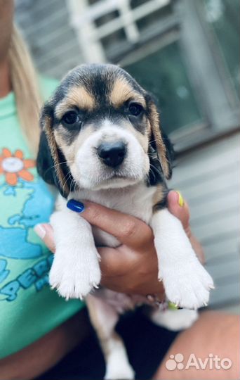 Щенки Бигль