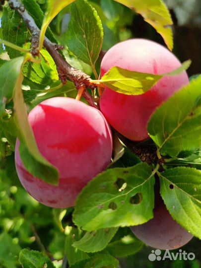 Домашние заготовки, варенье