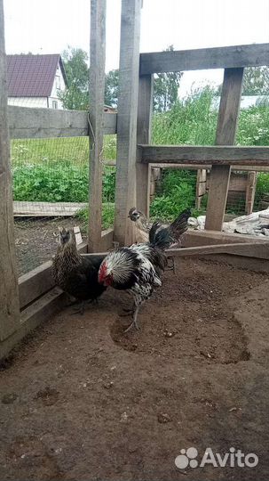 Яйцо инкубационное