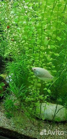 Аквариумные растения: Валлиснерия, роголистник и д