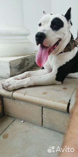 Питбуль вязка