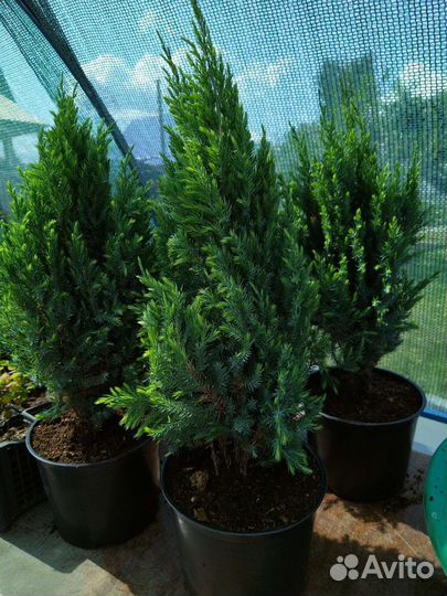 Можжевельник китайский Striсta