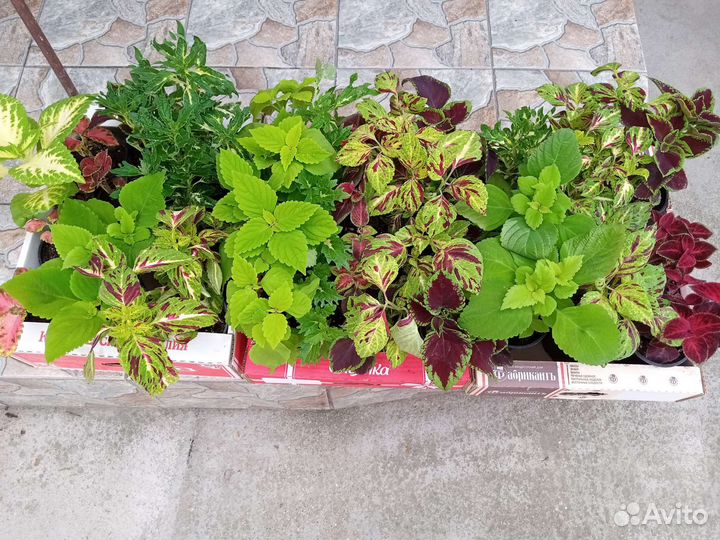 Рассада уличных цветов и овощей