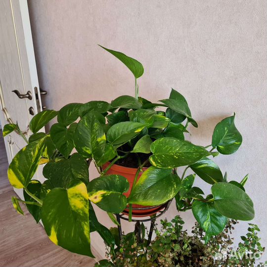 Сциндапсус